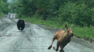 A Maine couple thought they were about to photograph a moose. Instead, a calf and a bear burst from the woods, and they had seconds to decide whether to intervene