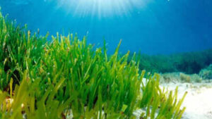 Faster: Mediterranean seagrass survives in dim seabed light by expanding its photosynthetic antenna and trapping energy faster, a discovery that may help improve future crops