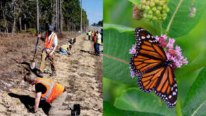 Florida is planting 15,000 milkweeds along highways to help monarch butterflies; the unused roadsides could become a 10,200-acre wildlife corridor