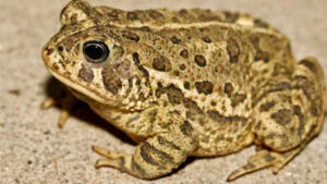 A rare Woodhouse’s toad has returned to Las Vegas’ Springs Preserve for the first time in nearly 65 years, where cameras caught a lone male calling for a mate