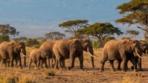 15 elephants suspected to have died after eating pesticide-sprayed tomatoes near Kenya’s Amboseli National Park | World News