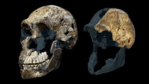Homo: 300,000-year-old Homo naledi fossils from a South African cave suggest the ancient human relative may have been a female-only species, new study reveals