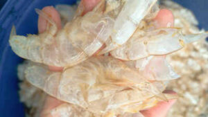 Scientists in Singapore have found a way to transform shrimp shell waste into ‘carbon-negative’ hydrogen fuel, turning biomass waste into valuable climate solutions