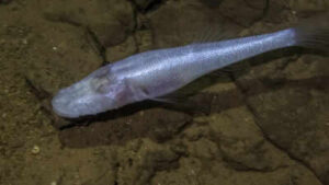 A scientist slipped into a pool beneath a US military base and found a fish later named ‘demon cavefish’ after the Demogorgon from Stranger Things