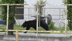 Bear invades elderly couple’s home, empties fridge in Northern Japan