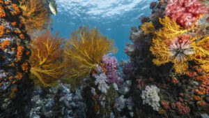 Scientists discover 64,000 square miles of heat-resistant coral reefs across 71 countries that could help protect the world’s oceans for decades