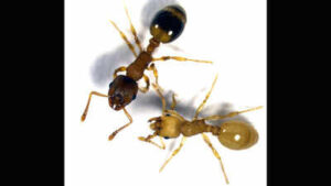 A tapeworm infects worker ants and makes them live several times longer by turning their bodies more like those of queens