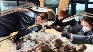 Scientists found a 2,865-pound predator from before dinosaurs ruled Earth; now 2,000 ordinary people are helping reveal its skeleton