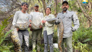 Florida: Florida scientists used female Burmese pythons as live lures to find invasive males in the Everglades, but 3 million camera-trap photos produced only four python detections