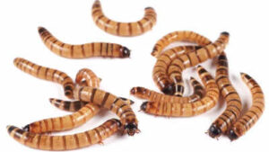 Scientists tested pet-store ‘superworms’ on animal specimens and found the beetle larvae can clean skeletons for museums without harsh chemicals or bone damage