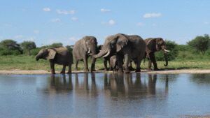 South Africa released 11 formerly captive elephants onto wild reserves; five years later, their behaviour closely matched elephants that had never lived in captivity
