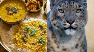 How this Himalayan herb used in Dal Bhat Thali is saving Nepal’s snow leopards