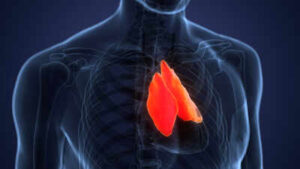 A forgotten immune organ in your chest may predict how long you live, with AI scans linking healthier thymuses to lower death, heart disease and cancer risks