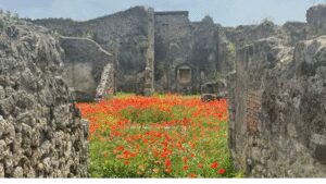 2,000 years after Pompeii vanished beneath volcanic ash in one of history’s deadliest volcanic disasters, the ancient Roman street is blooming with flowers, offering a symbol of nature’s renewal | World News