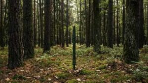 2,700-year-old sword found standing upright in a Polish forest may reveal a forgotten Bronze Age ritual | World News