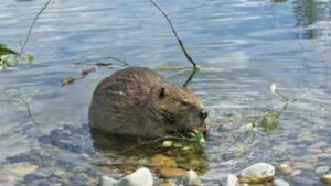 In 1980, Mount St Helens buried a river valley in volcanic sediment. Then 58 beavers helped turn the wasteland into a thriving wetland