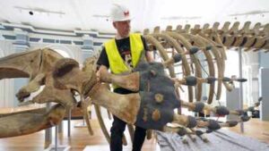 A 120-year-old North Atlantic right whale skeleton left Hull Museum for conservation 6 years ago, now it has returned as the centrepiece of a new gallery | World News