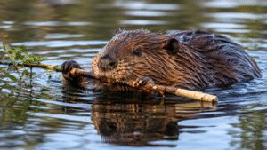 A 13-year-old boy was airlifted after a rabid beaver attacked him at a Maryland state park, forcing officials to close the swimming beach | World News