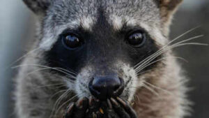 A San Francisco resident kept hearing strange noises behind the wall, days later a racoon broke into the bedroom with her newborn babies