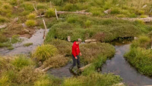 Conservationists filled in 1.2km of a man-made river channel and allowed the water to spread naturally; the new Somerset wetland is now attracting rare wildlife