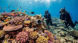 A silent coral reef came back to life after scientists played recordings of healthy reefs underwater |