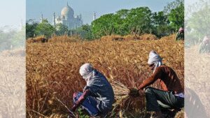 Agriculture Data Collection: Statistics ministry flags serious gaps in agriculture data collection | India News