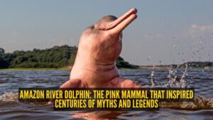 Amazon river dolphin: The pink mammal that inspired centuries of myths and legends