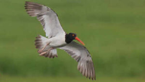 American oystercatchers were largely wiped out in New England: After a $10 million conservation push across 16 states, their numbers rose 45% along US coasts | World News
