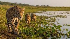 Argentina lost jaguars from its Iberá wetlands nearly 70 years ago, but conservationists have now brought the country’s largest wild cat back through an ambitious rewilding project | World News
