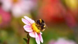 Bumblebees carry up to seven times more toxic metals than honeybees, even when feeding in the same fields; study finds |