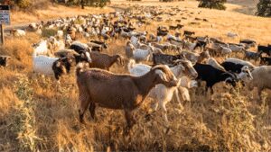 California deploys 400 goats and sheep as ‘firefighters’ to eat an invasive weed fuelling wildfires and threatening native ecosystems | World News