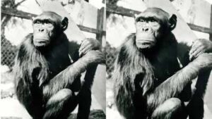 Famous chimpanzees solved puzzles that changed how humans understood intelligence, but their move to Berlin had a tragic ending