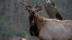 North Carolina: North Carolina spent 25 years rebuilding an elk population that had disappeared from the state; in 2027, it will allow its first limited hunt with just two permits