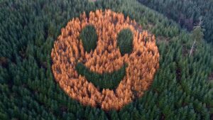 Every autumn, an ordinary Oregon forest suddenly starts smiling after foresters in 2011 planted western larch trees in a secret pattern among thousands of Douglas firs | World News