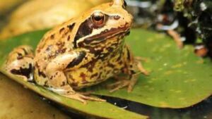 Scientists warmed tadpole habitats and found frogs, toads and salamanders may change their diet as temperatures rise, revealing a hidden survival strategy under climate change