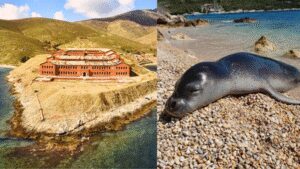 From prison to paradise: Once a dreaded prison island, this remote haven in Greece is now protecting one of the world’s rarest seals | World News