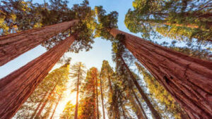 These ancient trees need fire to reproduce, but modern wildfires are now killing them