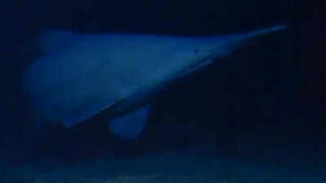 Scientists have filmed a rare 125-million-year-old goblin shark alive in its natural deep-sea habitat for the first time, revealing a new depth record and a wider Pacific range