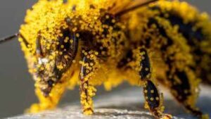 How tiny pollen grains helped solve a brutal murder: The fascinating science behind nature’s invisible crime scene evidence
