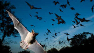 Scientists found that Japanese horseshoe bats living together in crowded colonies solve a noisy sonar problem by gradually shifting their echolocation calls to match each other’s frequency