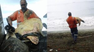 In 2015, two men bought live sea turtles from a Papua New Guinea food market and set them free instead of letting them become food | World News