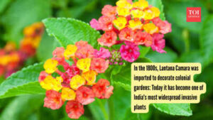 Lantana Camara: In the 1800s, Lantana Camara was imported to decorate colonial gardens: Today it has become one of India’s most widespread invasive plants