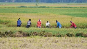 Southwest Monsoon India: Weak rains could dent farm incomes, consumption and inflation outlook: S&P