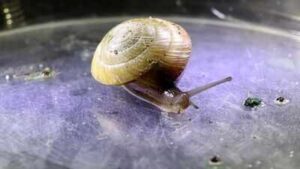 Invasive predators nearly erased this Bermuda snail; fewer than 200 survived in an alley in 2014, but a decade later breeders had released over 100,000 and established six wild colonies |