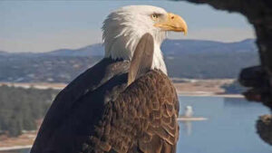 Big Bear bald eagle Jackie’s health update: Lead poisoning ruled out, bright and strong but critical after life-saving blood transfusion