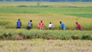 Kharif acreage falls 16%, but ethanol effect boosts sugarcane | India News