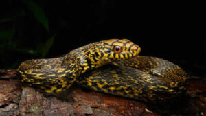 The nonvenomous king ratsnake eats deadly cobras and vipers; scientists have now mapped its genome to investigate how it survives their venom