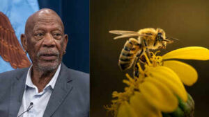 Meet Morgan Freeman: The Oscar-winning actor who gave up harvesting honey and turned his 124-acre ranch into a safe haven for bees | World News