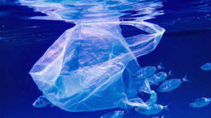 Microplastics have reached one of Earth’s most isolated ecosystems: Indian Ocean animals carried up to 14.7 times more particles than Pacific specimens
