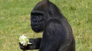 A 12-year-old gorilla at San Diego Zoo Safari Park underwent what may be the world’s first skull surgery of its kind after doctors found an infection in the bone behind his ear